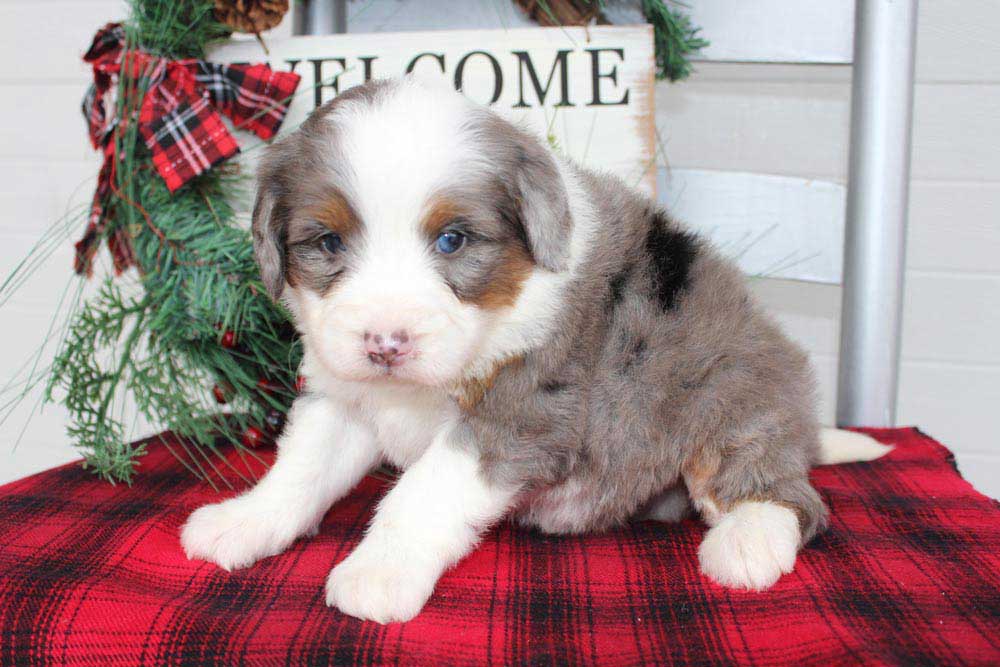 Best Mini Bernedoodle Puppies for sale in Aberdeen,South Dakota 